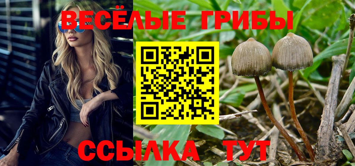 Нововоронеж  Галлюциногенные грибы мицелий  дарнет шоп  Вход с VPN 